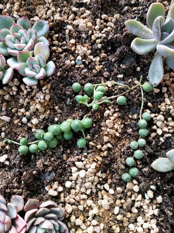 今天去多肉大棚