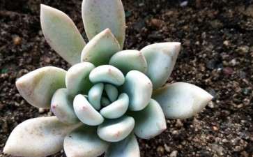 今天去多肉大棚 买多肉 可以吗 图片