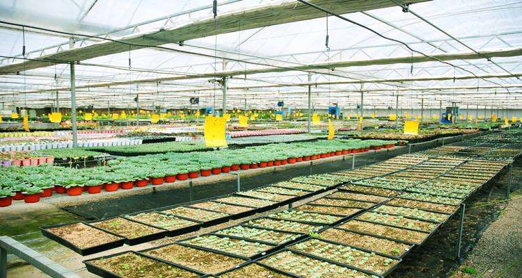 开多肉大棚有前途吗