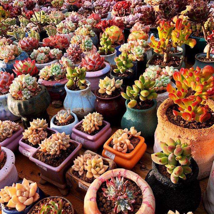 谁去过无锡金成的那家多肉大棚