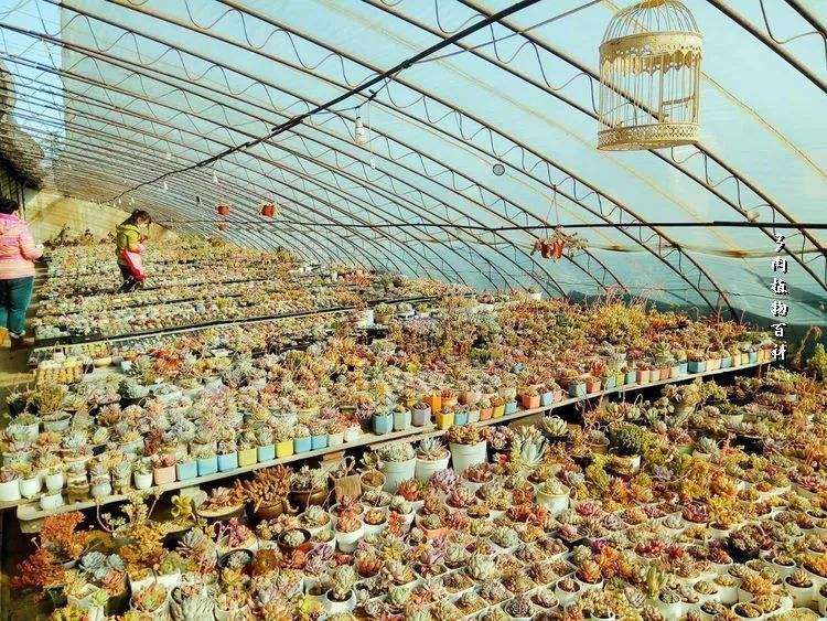 无锡有没有真正做多肉繁殖的大棚