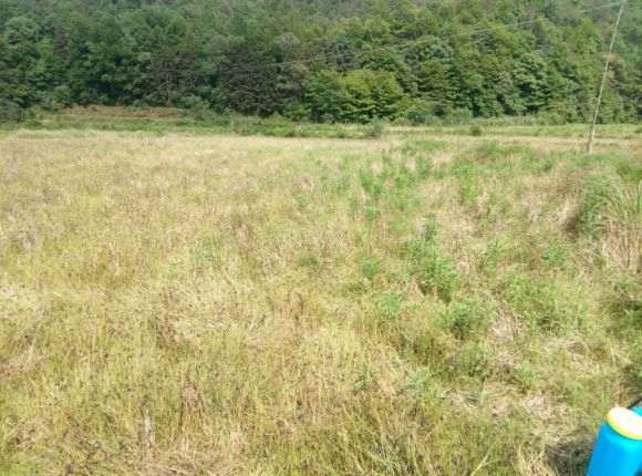 在农村搞了4亩地准备建多肉大棚