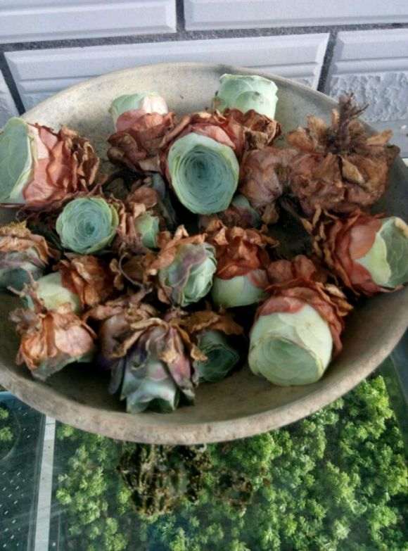 投资多肉大棚 网购的植物 价格便宜