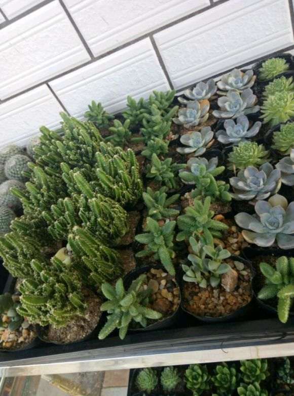 投资多肉大棚 网购的植物 价格便宜