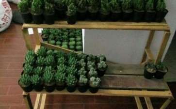 看江西肉有怎么搭建多肉大棚的 图片