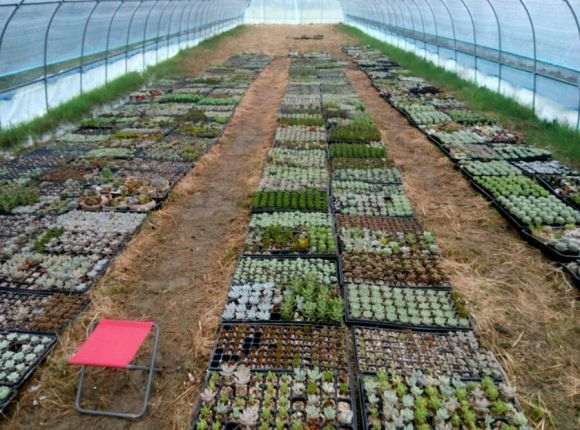 我搭建的多肉大棚