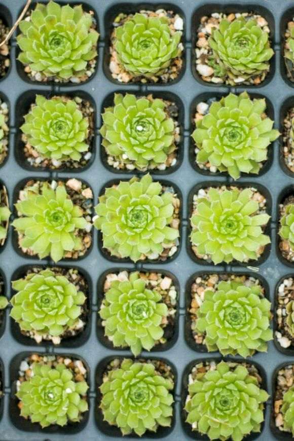 我搭建的多肉大棚