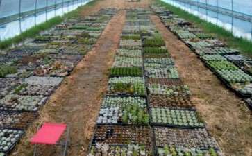 我搭建的多肉大棚 开始盖遮阳网 图片