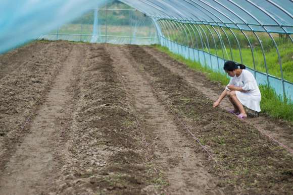搭建多肉大棚怎么松土