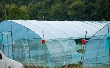 搭建多肉大棚怎么松土的方法 图片