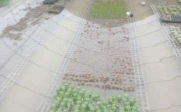 我搭建的多肉大棚 全部被淹了 惨