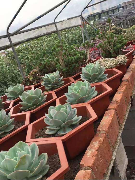 多肉大棚怎么铁架和砖架