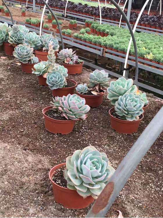 多肉大棚怎么铁架和砖架