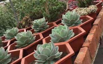 多肉大棚怎么铁架和砖架 给你参考下