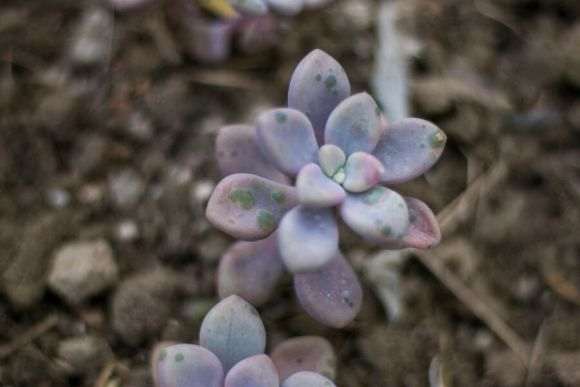 搭建多肉大棚怎么装电铺路