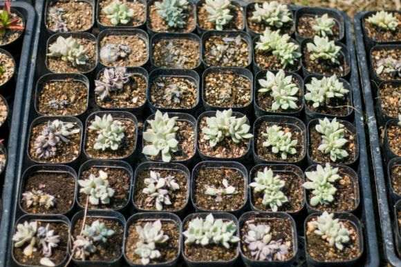 搭建多肉大棚怎么装电铺路