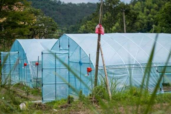 搭建多肉大棚进度有点慢