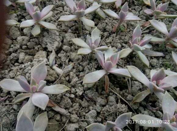 多肉大棚的原理是什么