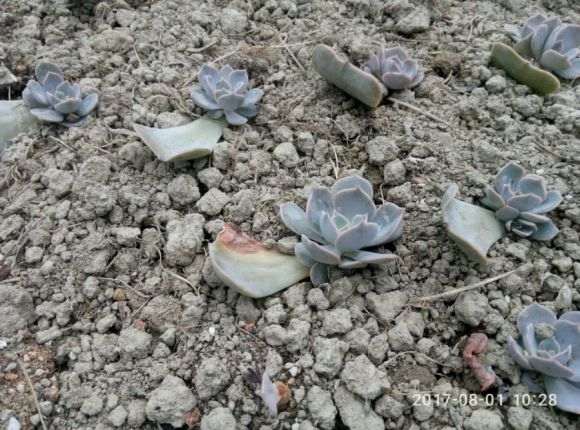 多肉大棚的原理是什么