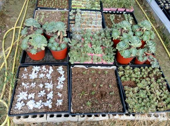 我搭建的多肉大棚都吹烂了