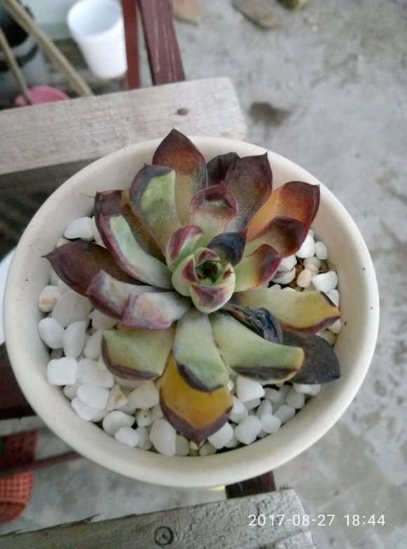 我搭建的多肉大棚都吹烂了