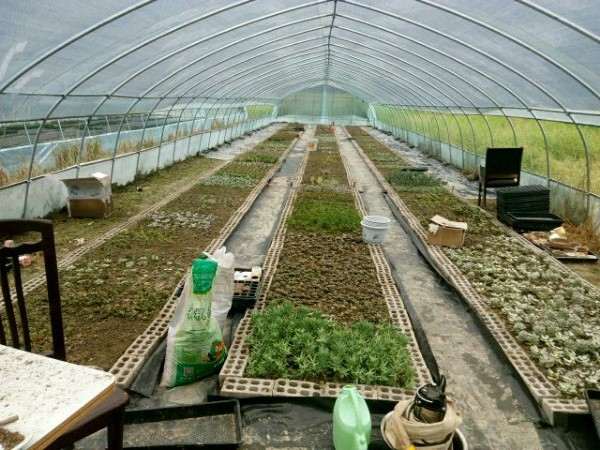 我搭建的多肉大棚都吹烂了