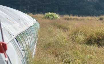 多肉大棚外的草 不管了 就这样