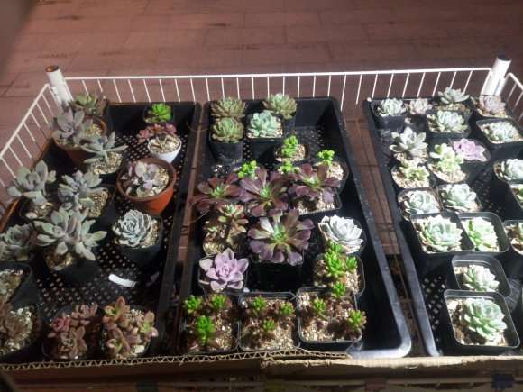 摆摊卖多肉10元3盆