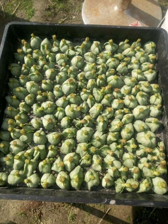 摆摊卖多肉10元3盆