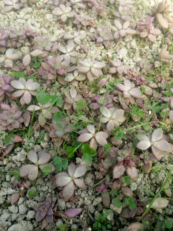 摆摊卖多肉10元3盆