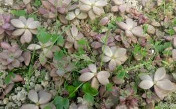 搭建多肉大棚 除草是个大问题 图片