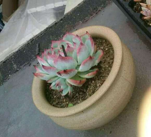 开始搭建多肉大棚的架子了 怎么样