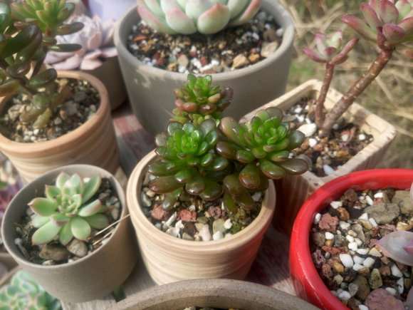 开始搭建多肉大棚的架子了 怎么样