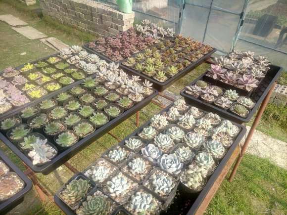 开始搭建多肉大棚的架子了 怎么样