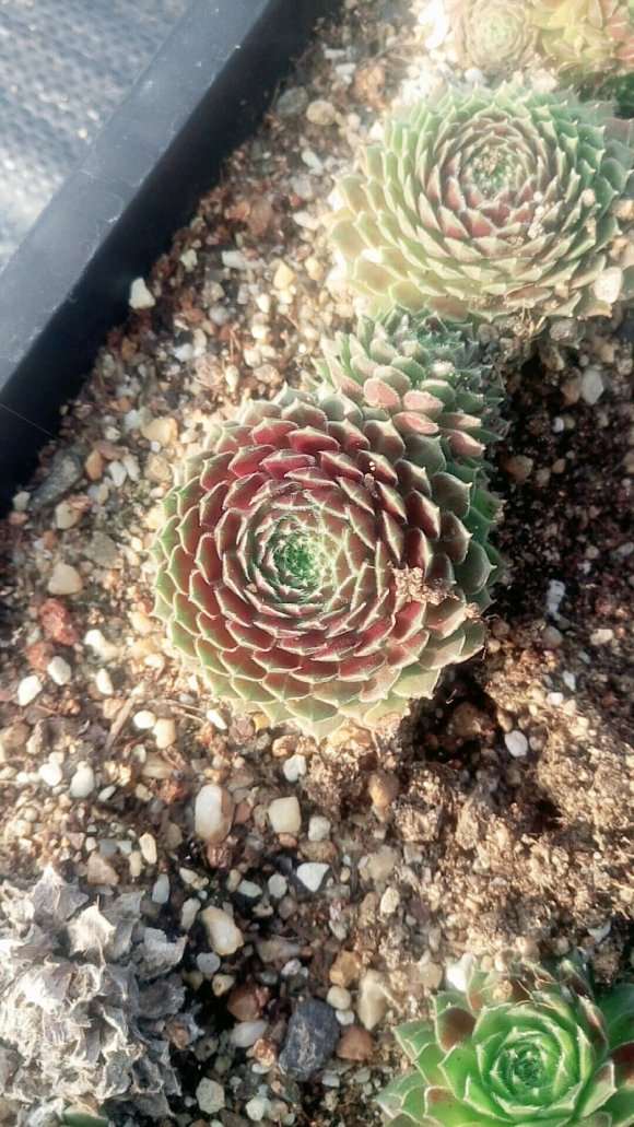 我搭建的多肉大棚要修路了