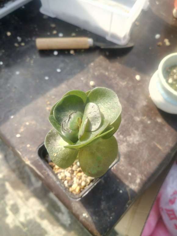 我搭建的多肉大棚要修路了