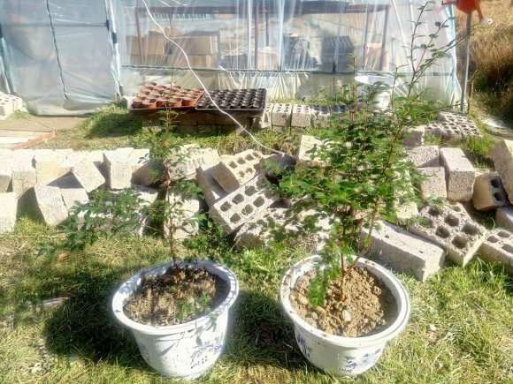 搭建多肉大棚用的两层膜