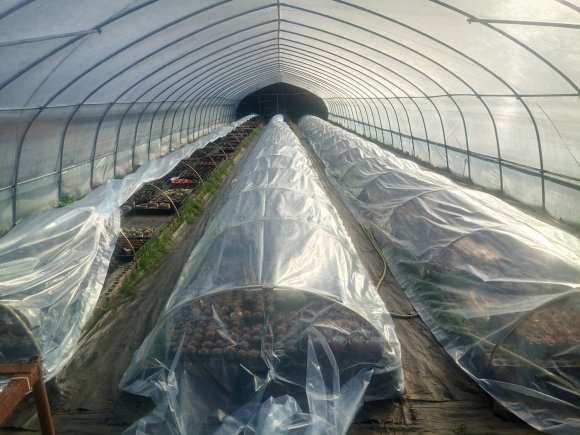 搭建多肉大棚用的两层膜