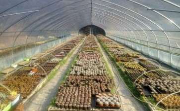 我搭建多肉大棚用的两层膜 不会冻