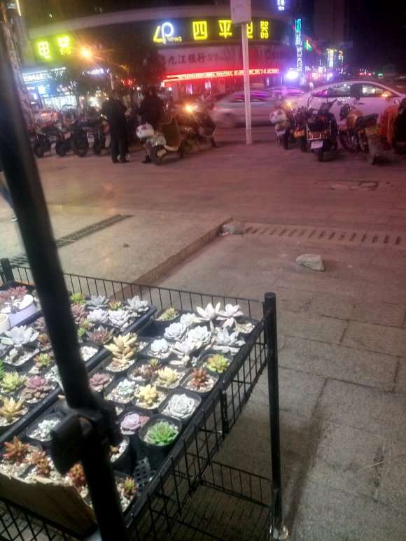 摆摊卖多肉