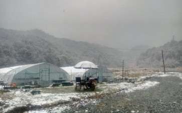 多肉大棚下雪了 新亏盖了2层膜 图片