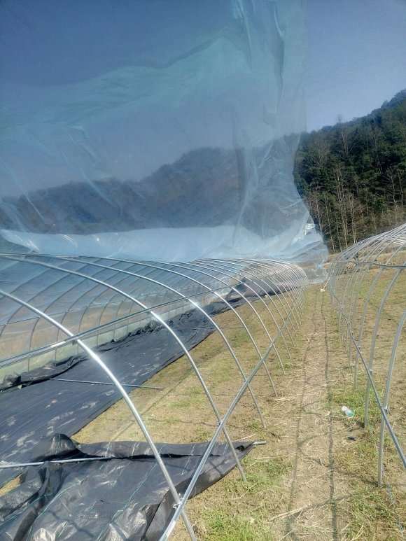 新加的两个多肉大棚到货了