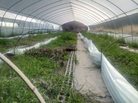 新加的两个多肉大棚到货了