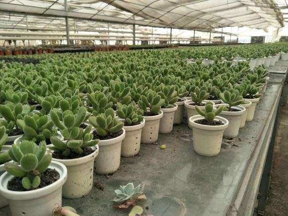 南京附近的多肉大棚 可以吗 图片