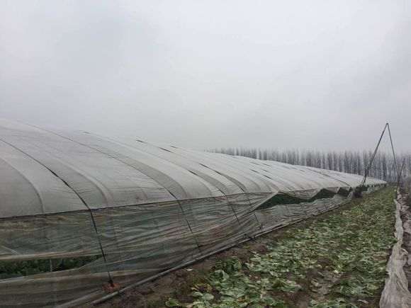 搭建一个多肉大棚的坎坷经历