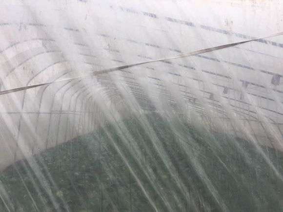 搭建一个多肉大棚的坎坷经历