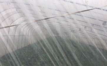 搭建一个多肉大棚的坎坷经历 图片