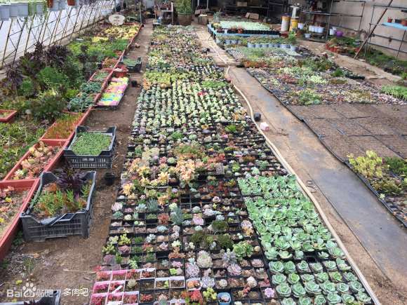 东北沈阳的多肉大棚