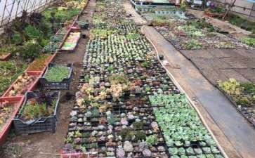 东北沈阳的多肉大棚在哪里 图片