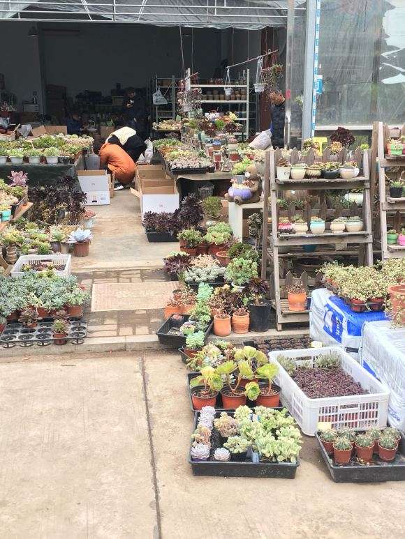 我家附近的唯一多肉大棚